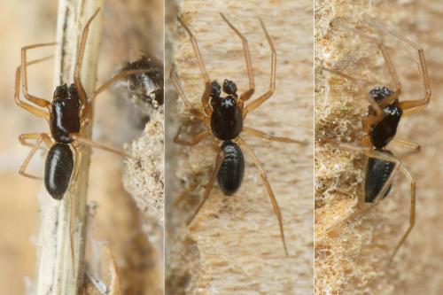 Agyneta pseudorurestris